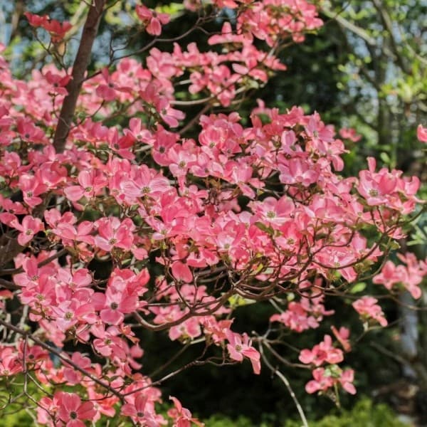 친구식물 산딸나무 레드자이언트 사각화묘 - 최저가 40,000원
