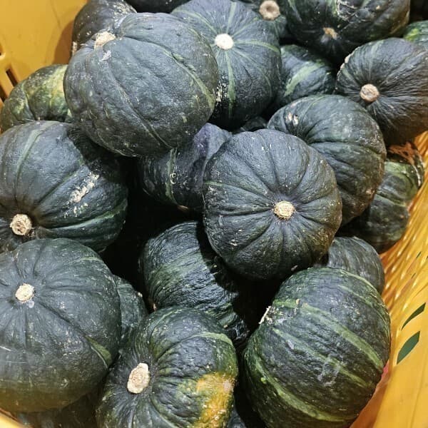 마이제주 가정용 제주 보우짱 단호박 밤호박 8kg - 최저가 22,110원