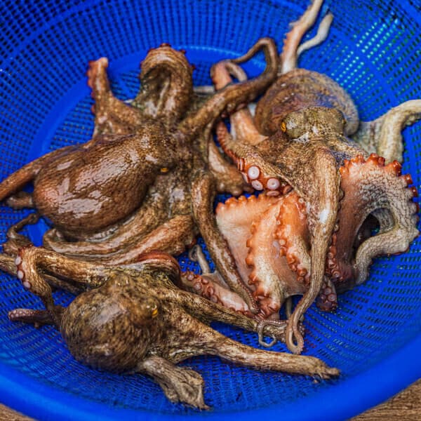 현해랑 국내산 활 돌문어 1kg 1-3미