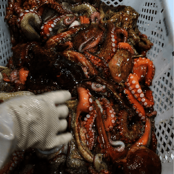 푸드어택 국내산 100% 활문어 1kg (1-3미)