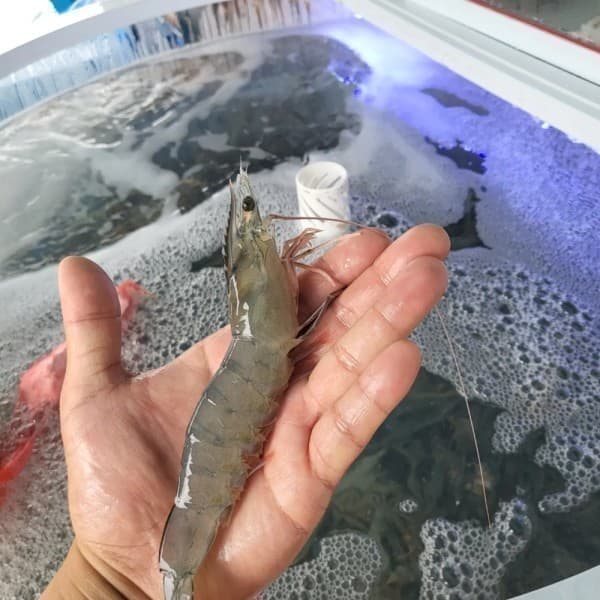 만족한끼 국내산 흰다리 왕새우 생물 1kg