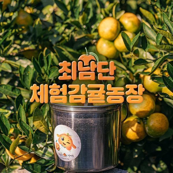 놀유니버스 제주 최남단 체험감귤농장