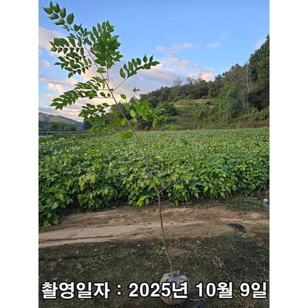 착한가격나무생각 나무생각 팽나무 3년생 개화주