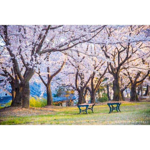 트립앤미 경주 당일투어 첨성대+황리단길+불국사+파도소리길 - 최저가 49,900원