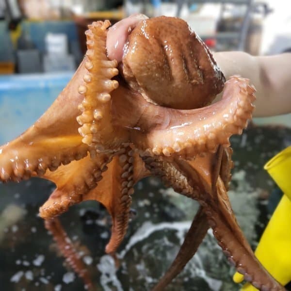 킹수산 국내산 활 돌문어 1kg - 최저가 17,960원