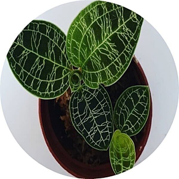 행복한정원플라워 보석란/jewel orchid/페톨라/은선란/록스버기/희귀식물/야생란/반려식물 - 최저가 23,500원