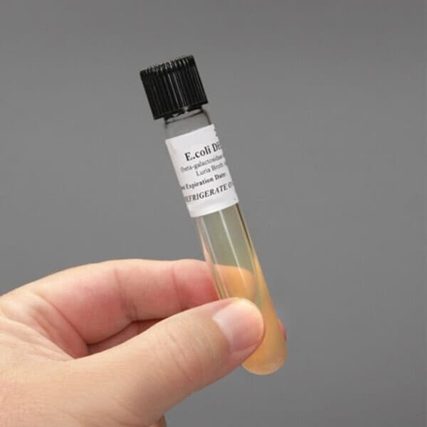 이안과학 실험용 대장균 (K-12) Bacteria Living 항생제감수성 그람염색실험