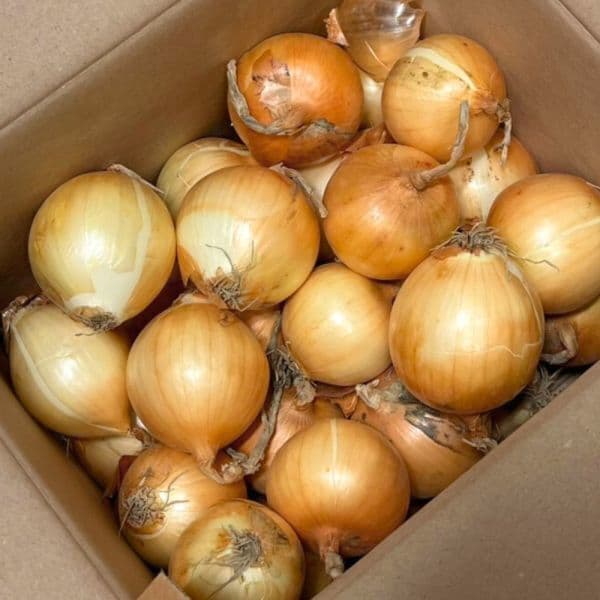 웰빙라이프_G마켓점 양파 15kg 창녕 국내산 햇양파