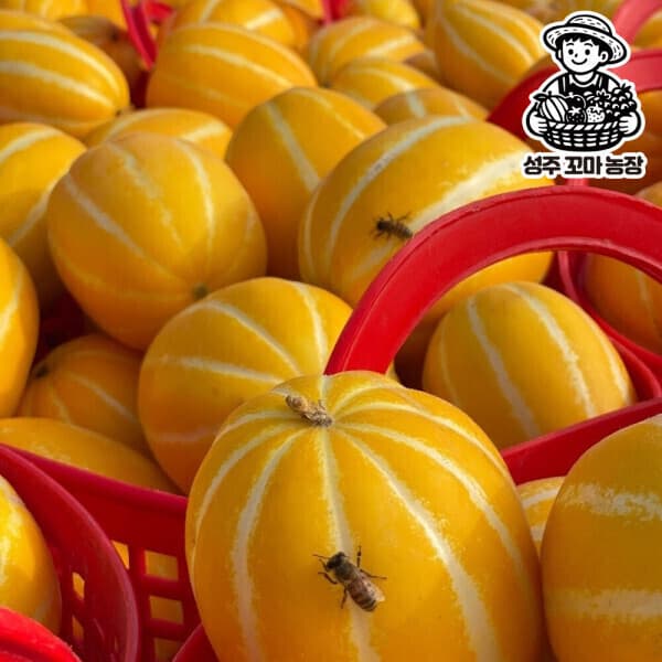 성주꼬마농장 성주 가정용 참외 랜덤혼합 10kg 꿀참외 - 최저가 11,700원