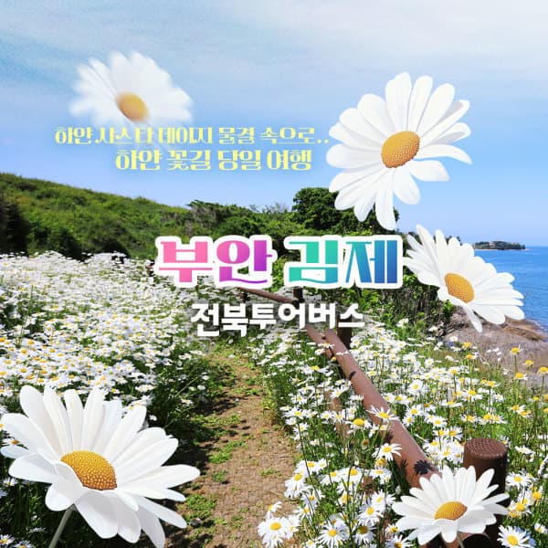 로망스투어 부안 샤스타데이지 마시길 내소사 김제 벽골제 전북투어버스