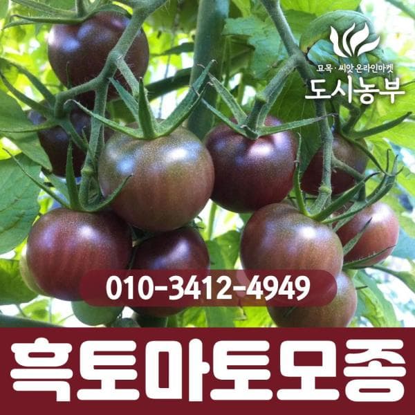 도시의농부 흑토마토모종 10주 - 최저가 31,250원