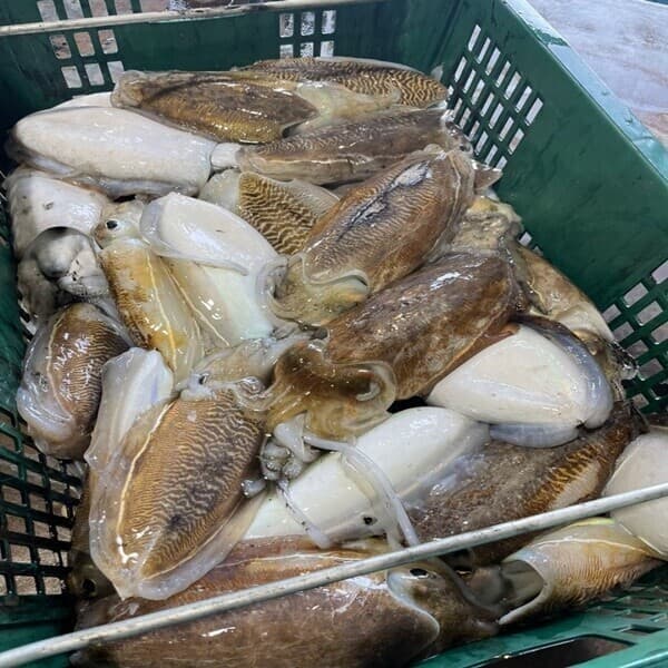 고기라는바다 자연산 갑오징어 2kg 국내산