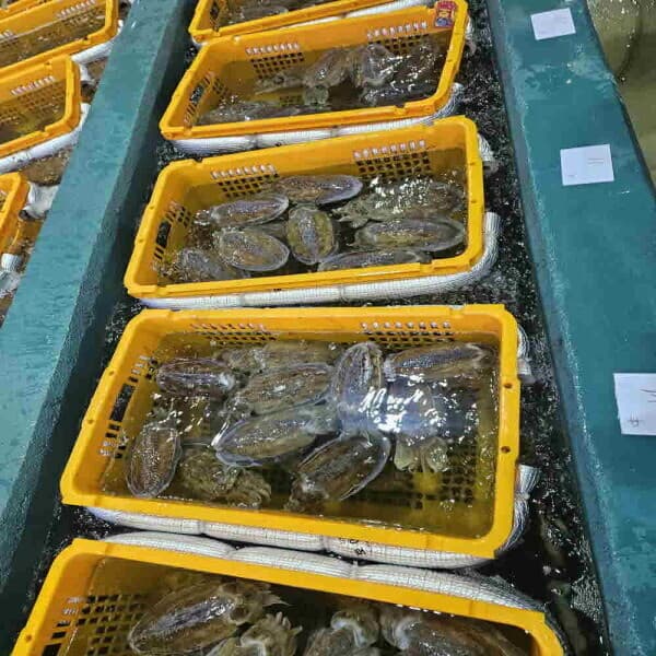 샤니프레시 국내산 갑오징어 1kg 2~4미