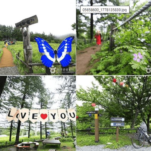 (주)여행스케치여행사 태백 관광두레 만항재 야생화 황지연못 초록뿔언덕카페 관광