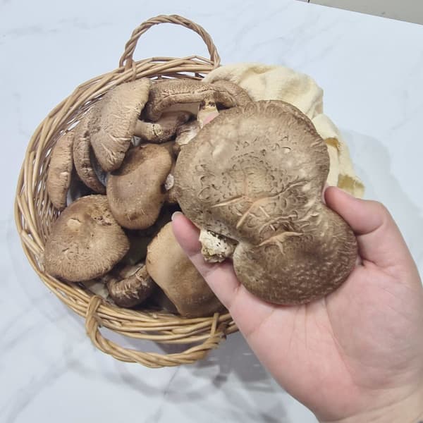에스커머스21 국내산 생표고버섯 못난이 5kg 대용량