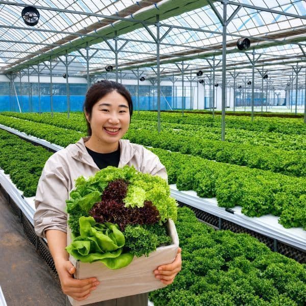 앤와이유통 거북이농장 유러피안 샐러드 쌈채소 모듬 1kg - 최저가 9,900원