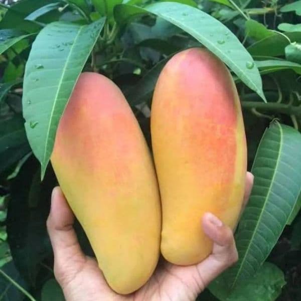 신세계몰 달가 마하차녹 무지개망고 2kg(4~6입) - 최저가 20,670원