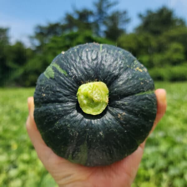 대한농부들 제주직송 밤호박 로얄과 10kg