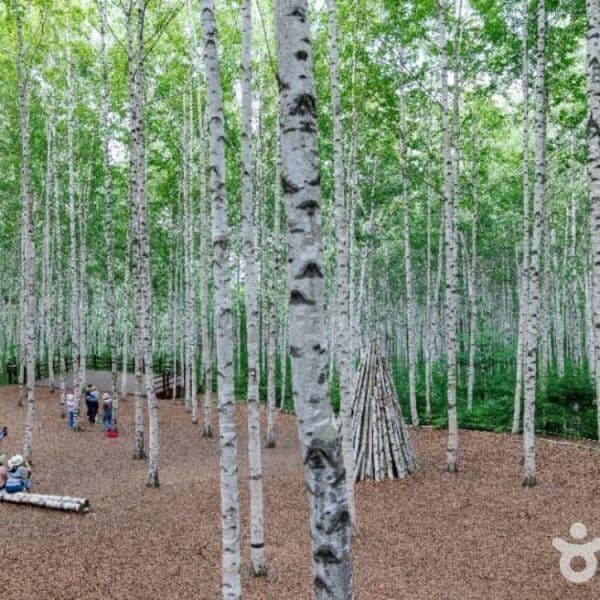 (주)테마캠프 인제 자작나무숲 당일여행 - 최저가 37,000원