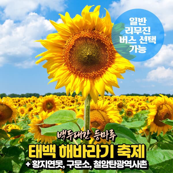 파랑새투어 강원 태백 해바라기축제+황지연못+구문소+철암탄광역사촌 당일여행 (일반/리무진버스) 서울경기출발