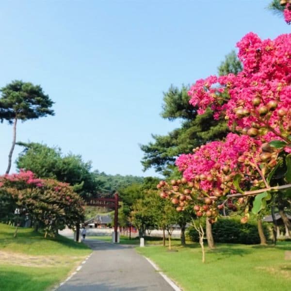 (주)테마캠프 논산 강경근대거리 관촉사 서천 문헌서원 백일홍 장항송림산림욕장 힐링 당일여행
