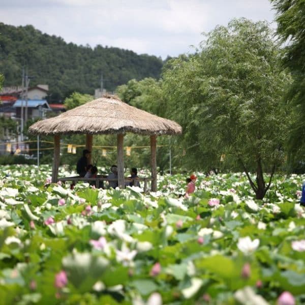 (주)테마캠프 논산 시간여행 부여 궁남지 연꽃 당일여행