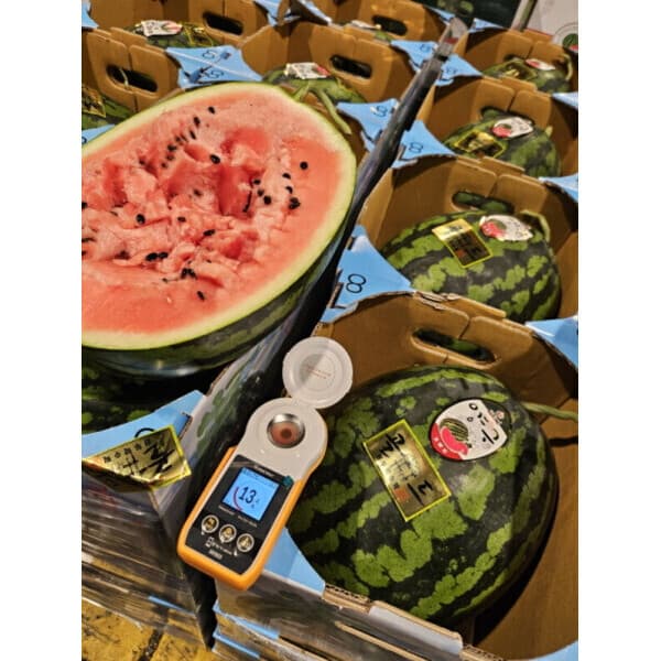 소울베리스 양구/재산 수박 7~9kg - 최저가 42,000원