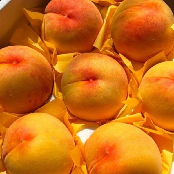탐나유 달콤쫀득 말랑이 황도 복숭아 4kg