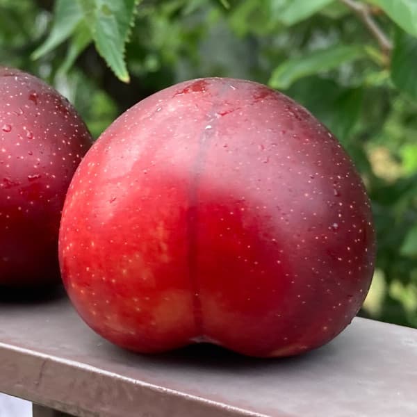 팜스마트 상큼하고 달콤한 체리자두 1kg