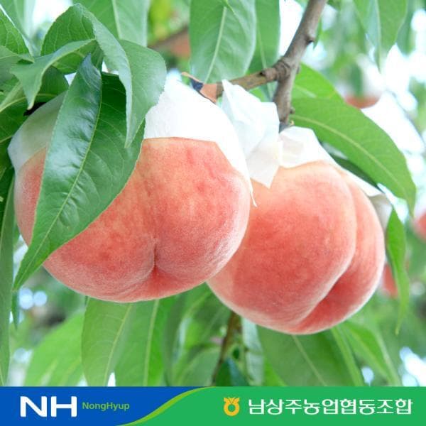 공영쇼핑TV 2026 농협 데일리 햇복숭아 4.5kg 2L 백도아삭이 250~350g