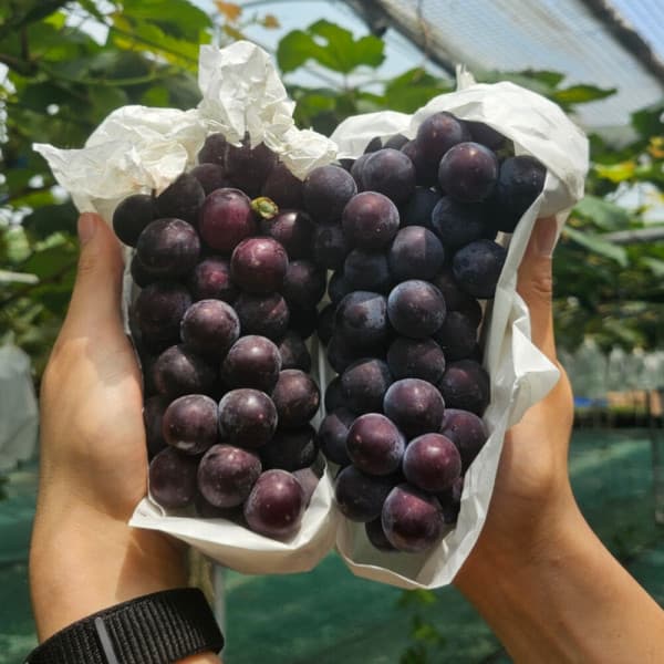 농랑부랑 캠벨포도 2kg