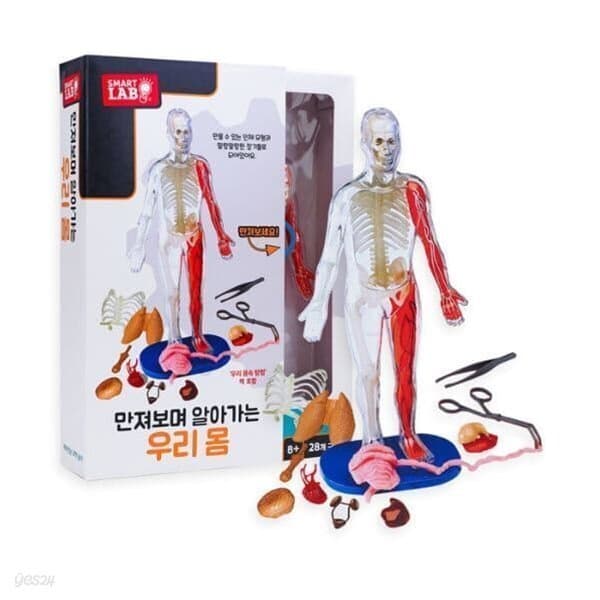 정직한서점청년책방 룰루아이 인체모형교구 - 최저가 48,500원
