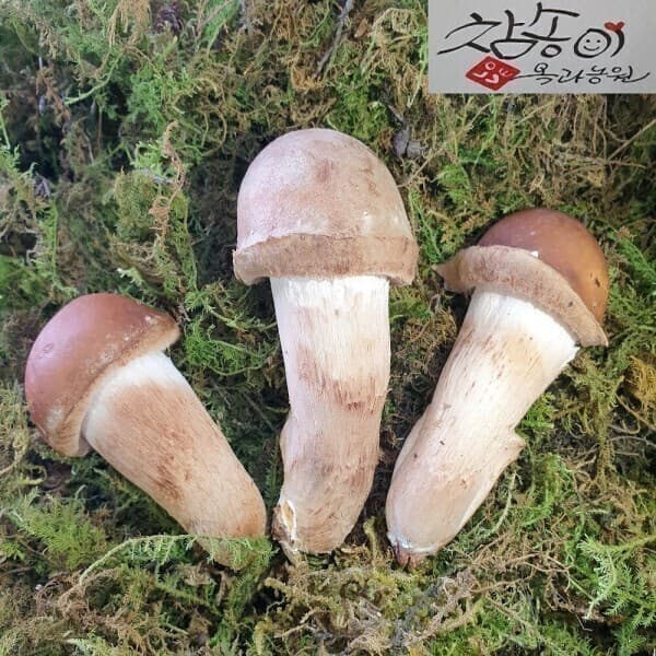 곡성참송이버섯 곡성 친환경 참송이버섯 500g