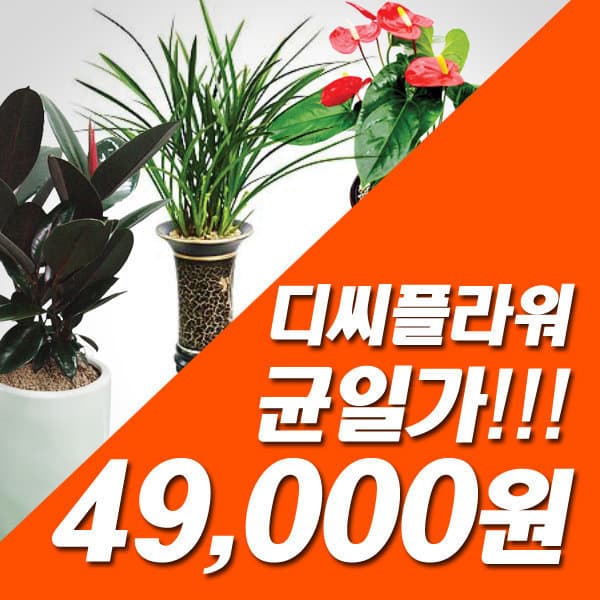 디씨플라워 동서양난 꽃바구니