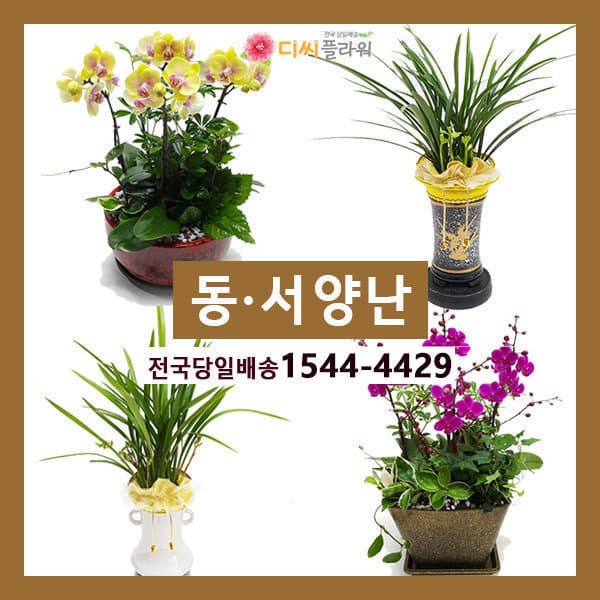 디씨플라워 동양난/서양난/관엽 개업/승진 꽃배달