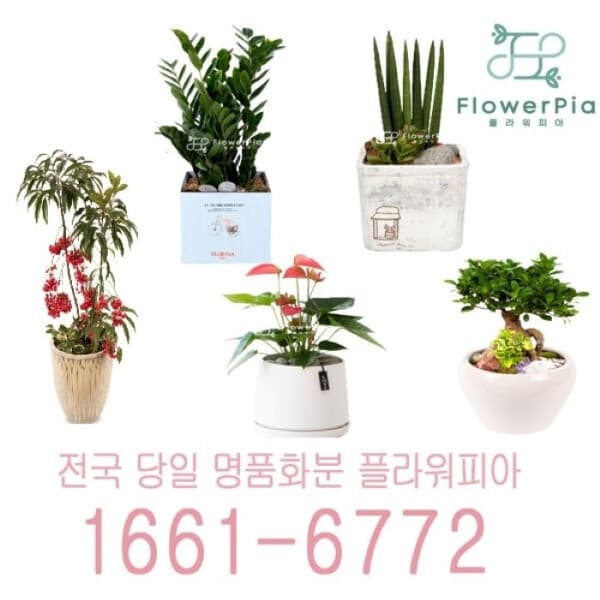 플라워피아 개업 축하화분 인테리어화분 공기정화식물 - 최저가 59,800원