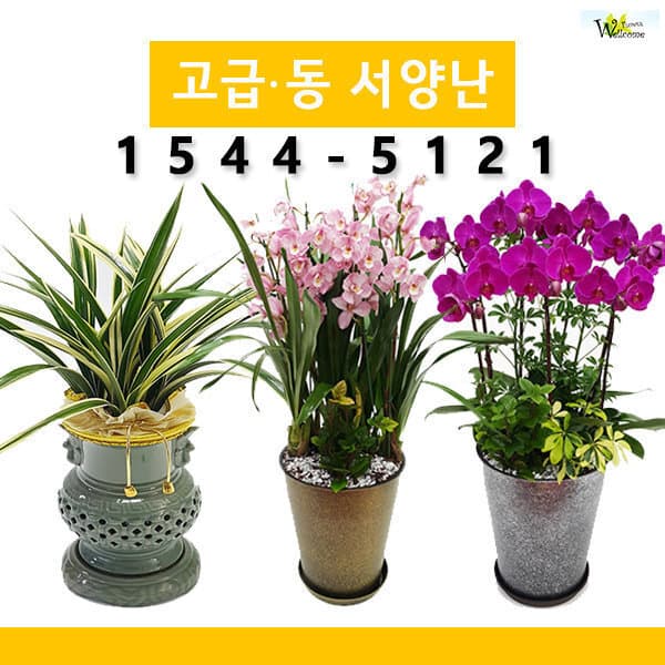 웰컴플라워 고급동양난/서양난/관엽 개업/승진 꽃배달 - 최저가 99,500원